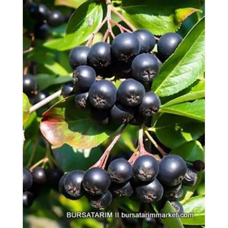 2 Yaşlı Nero Aronia ( Aronya) Fidanı