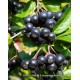 2 Yaşlı Nero Aronia ( Aronya) Fidanı