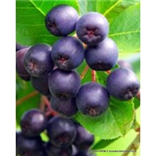 2 Yaşlı Viking Aronia ( Aronya) Fidanı 2 Yaşlı Viking Aronia ( Aronya) Fidanı