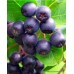 2 Yaşlı Viking Aronia ( Aronya) Fidanı 2 Yaşlı Viking Aronia ( Aronya) Fidanı