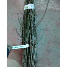 Gölcük Papazı Aşı Kalemi