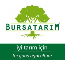 Haciya Hurma Aşı Kalemi