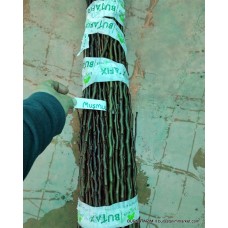 Muşmula Aşı Kalemi