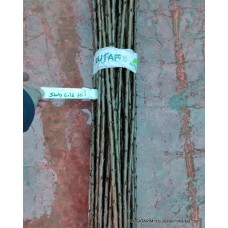 Starks Gold Çeşidi Kiraz Aşı Kalemi