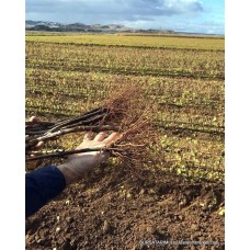 Amerikan anaç (köklü)