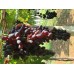 Hendrickson Seedless Üzüm Fidanı Hendrickson Seedless Üzüm Fidanı