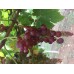 Kishmish Rozovyi Üzüm Fidanı Kishmish Rozovyi Üzüm Fidanı