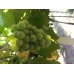 Mortensen Üzüm Fidanı Mortensen Üzüm Fidanı