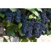 Şiraz ( Shiraz Syrah ) Üzüm Fidanı Şiraz ( Shiraz Syrah ) Üzüm Fidanı