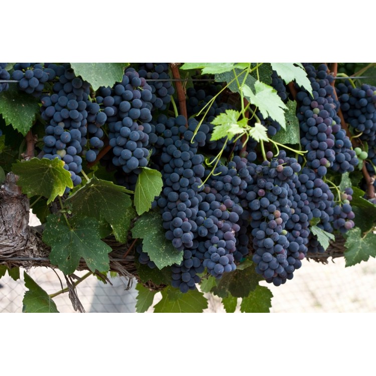 Şiraz ( Shiraz Syrah ) Üzüm Fidanı