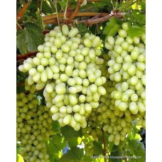 Thompson Çekirdeksiz Üzüm Fidanı
Thompson Çekirdeksiz Üzüm Fidanı