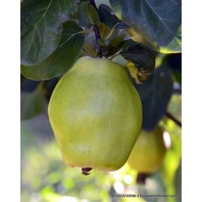 Ege-22 Ayva Fidanı Ege-22 Ayva Fidanı