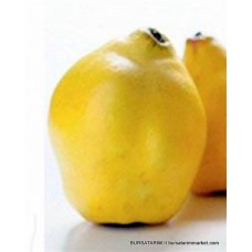 Ekmek Ayvası Fidanı Ekmek Ayvası Fidanı