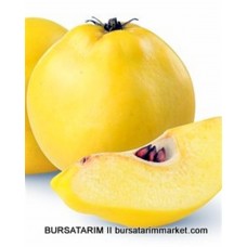 Eşme Ayva Fidanı Eşme Ayva Fidanı