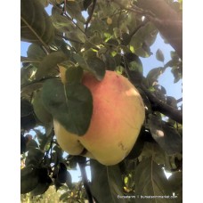 Kırmızı Ayva Fidanı Kırmızı Ayva Fidanı