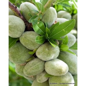 Antoneta Badem Fidanı Antoneta Badem Fidanı