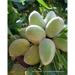 Marta Badem Fidanı Marta Badem Fidanı