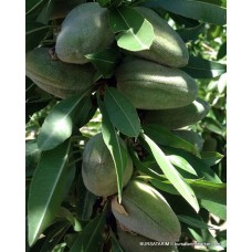 Bertina Badem Fidanı Bertina Badem Fidanı