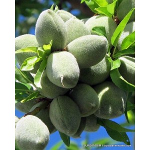 Ferradual Badem Fidanı Ferradual Badem Fidanı