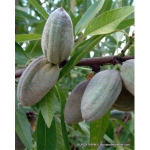 Ferragnes Badem Fidanı
 Ferragnes Badem Fidanı