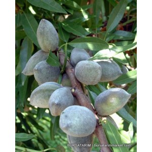 Laurenne Badem Fidanı Laurenne Badem Fidanı