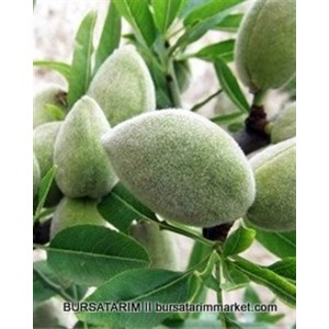 Teksas Badem Fidanı Teksas Badem Fidanı