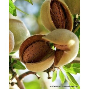 Tuono Badem Fidanı Tuono Badem Fidanı