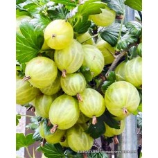 Bektaşi Üzümü İnvicta Çeşidi Bektaşi Üzümü İnvicta Çeşidi