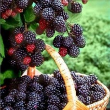 Jumbo Böğürtlen Fidanı Jumbo Böğürtlen Fidanı