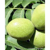 Chandler Ceviz Fidanı Chandler Ceviz Fidanı