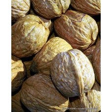 Kaman Ceviz Fidanı Kaman Ceviz Fidanı