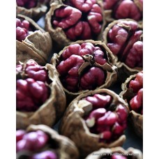 Kırmızı Ceviz Fidanı Kırmızı Ceviz Fidanı