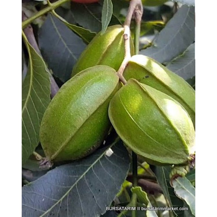 Pikan Ceviz Fidanı ( pecan walnut)