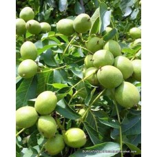 Yalova Ceviz Fidanı