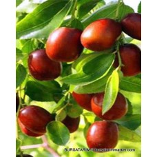 Hünnap Fidanı Yerli ( küçük meyveli) Hünnap Fidanı Yerli ( küçük meyveli)