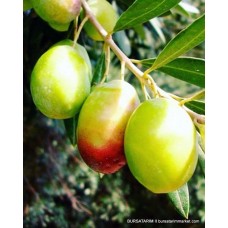 Domat Zeytin Fidanı Domat Zeytin Fidanı