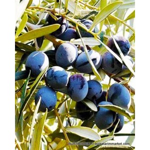 Gemlik Zeytin Fidanı Gemlik Zeytin Fidanı