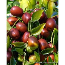 Hünnap Fidanı (İri meyveli) Hünnap Fidanı (İri meyveli)