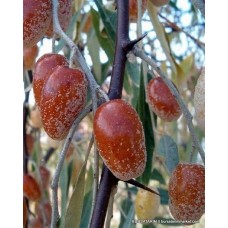 İğde Fidanı İğde Fidanı