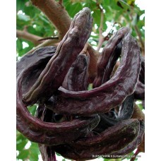 Keçi Boynuzu Fidanı Harnup Keçi Boynuzu Fidanı Harnup