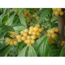 Güz Yemişi Fidanı Sarı ( Güz Zeytini )