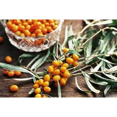 Yalancı İğde Fidanı Yalancı İğde Fidanı