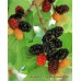 Urmu Ekşi Kara Dut Fidanı