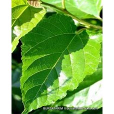 Yapraklık Japon Dut Fidanı