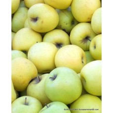 Golden Delicious Elma Fidanı Golden Delicious Elma Fidanı