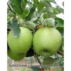 Granny Smith Elma Fidanı Granny Smith Elma Fidanı