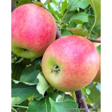 Jonagold 2000 Elma Fidanı Jonagold 2000 Elma Fidanı