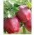 Starkrimson Delicious Elma Fidanı