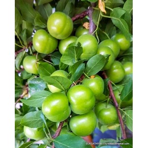 Ağustos Papazı Erik Fidanı Ağustos Papazı Erik Fidanı