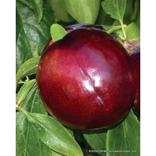 Black Amber Erik Fidanı Black Amber Erik Fidanı